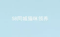 58同城猫咪领养