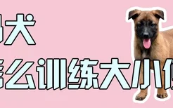 马犬怎么训练大小便