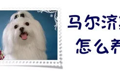 马尔济斯犬怎么养