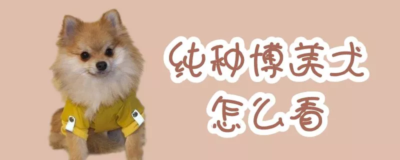 纯种博美犬怎么看