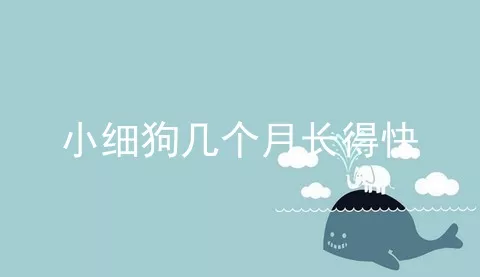 小细狗几个月长得快