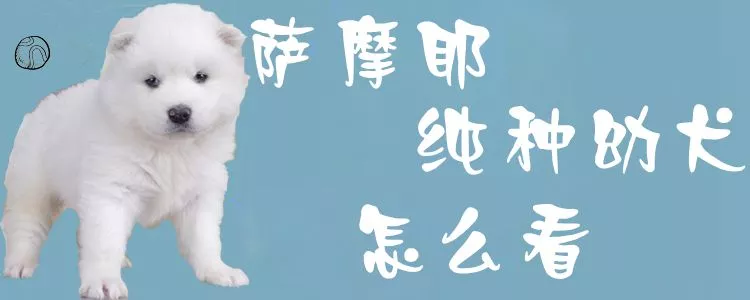 萨摩耶纯种幼犬怎么看1