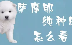 萨摩耶纯种幼犬怎么看