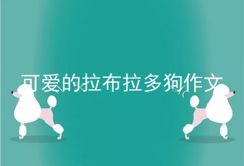 可爱的拉布拉多狗作文