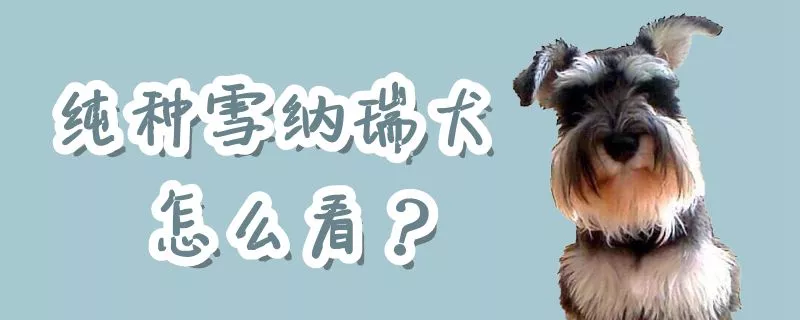 纯种雪纳瑞犬怎么看