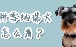 纯种雪纳瑞犬怎么看