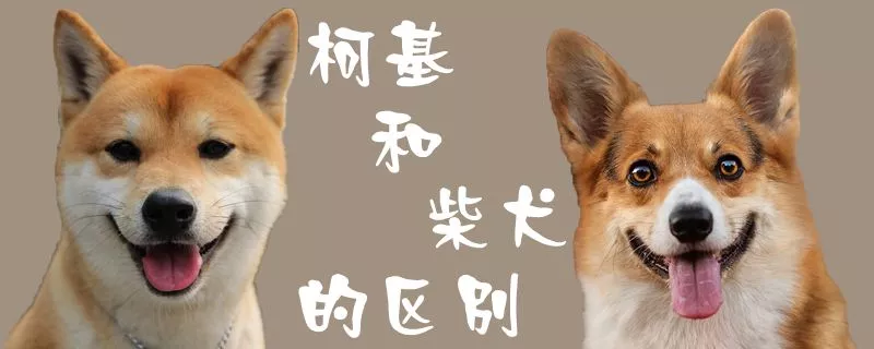 柯基和柴犬的区别