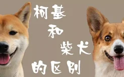 柯基和柴犬的区别