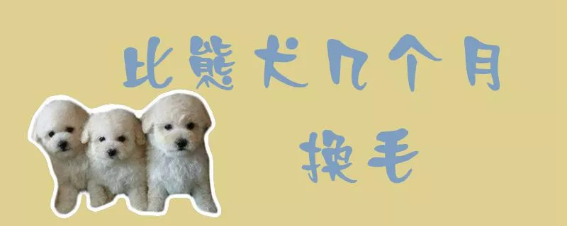 比熊犬几个月换毛1