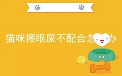 猫咪擦眼屎不配合怎么办