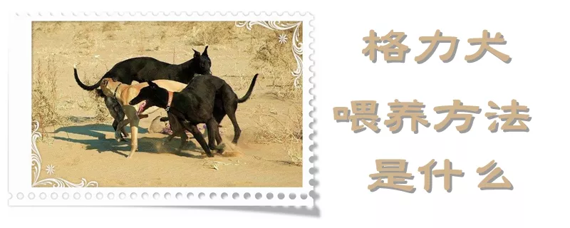 格力犬喂养方法是什么