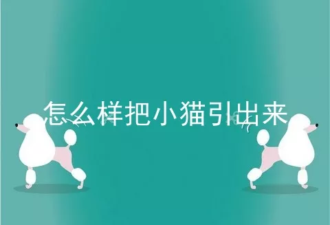 怎么样把小猫引出来