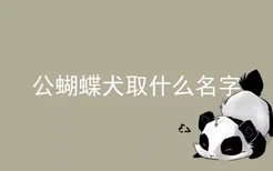 公蝴蝶犬取什么名字