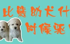 比熊幼犬什么时候驱虫