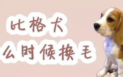 比格犬什么时候换毛