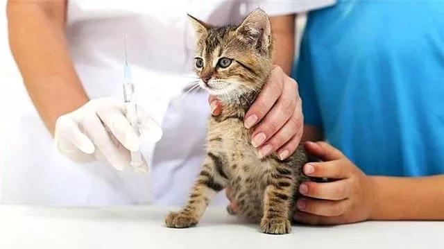 猫不打疫苗会怎么样(家养猫不打疫苗会怎么样)