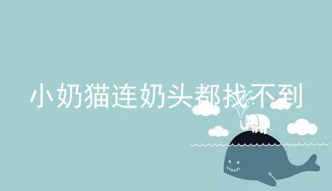 小奶猫连奶头都找不到