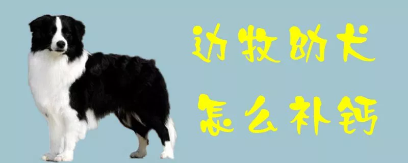 边牧幼犬怎么补钙1