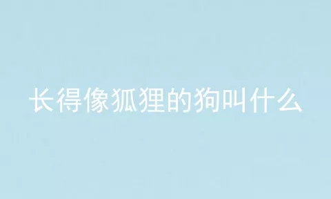 长得像狐狸的狗叫什么