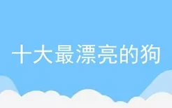 十大最漂亮的狗