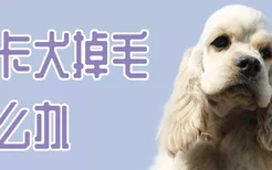 可卡犬掉毛怎么办