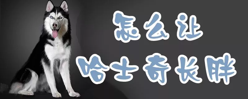 怎么让哈士奇长胖1