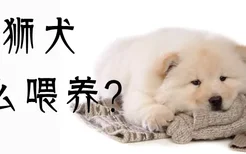 松狮犬怎么喂养