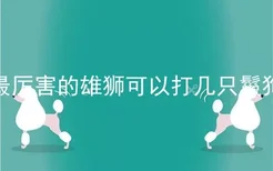 最厉害的雄狮可以打几只鬣狗