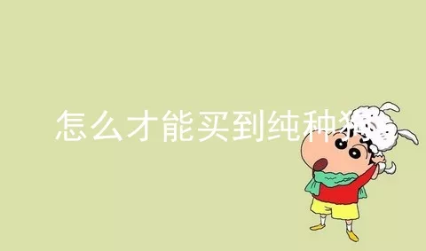 怎么才能买到纯种狗