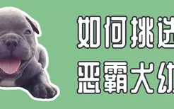 如何挑选恶霸犬幼犬