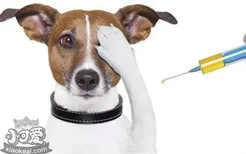 狗狗感冒消炎药有哪些 家中养宠应该常备这几种药