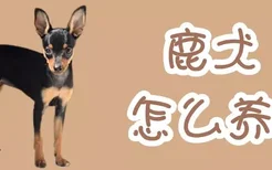 鹿犬怎么养