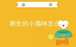 新生的小猫咪怎么养