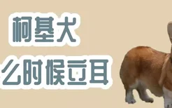 柯基犬什么时候立耳