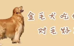 金毛犬吃什么对毛好