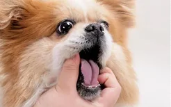 犬副流感的症状 犬副流感的治疗方法