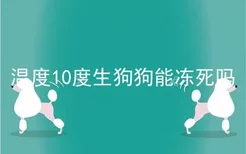 温度10度生狗狗能冻死吗