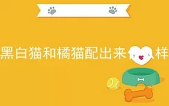 黑白猫和橘猫配出来什么样