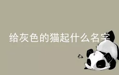 给灰色的猫起什么名字