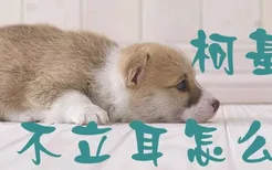 柯基犬不立耳怎么办