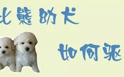 比熊幼犬如何驱虫