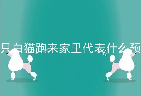 一只白猫跑来家里代表什么预兆