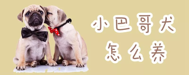 小巴哥犬怎么养