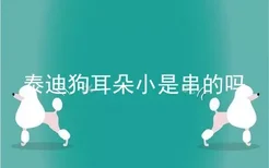 泰迪狗耳朵小是串的吗