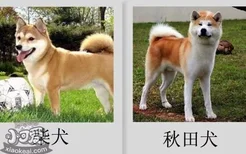 柴犬和秋田犬的区别 原来这么好分辨！