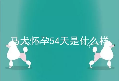 马犬怀孕54天是什么样