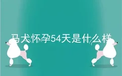 马犬怀孕54天是什么样