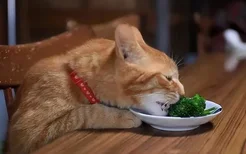 猫咪生产后吃什么好(猫咪生产后吃什么比较好)