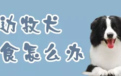 边牧犬挑食怎么办