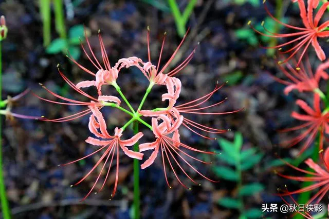 杭州新一轮花海旅游攻略（杭州这公园有一片石蒜花的海洋）(4)